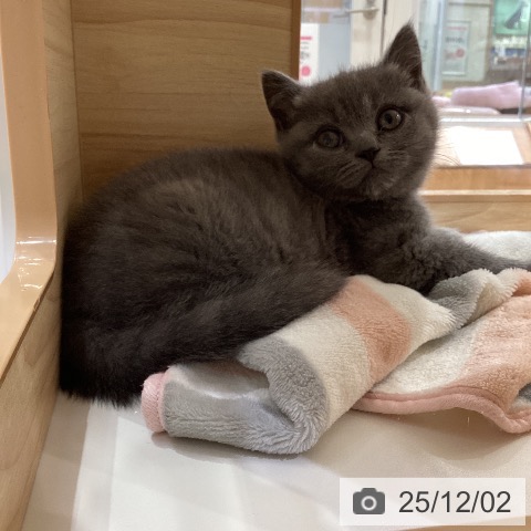 ブリティッシュショートヘアの写真