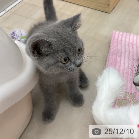 愛知県のブリティッシュショートヘアー (ペットプラス mozoワンダーシティ店/2025年9月26日生まれ/男の子/ブルー)の子猫の3枚目の画像