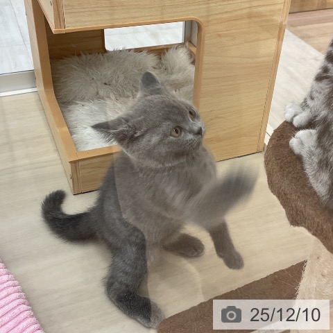 愛知県のブリティッシュショートヘアー (ペットプラス mozoワンダーシティ店/2025年9月26日生まれ/男の子/ブルー)の子猫の4枚目の画像