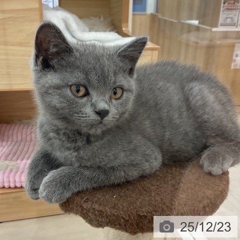 愛知県のブリティッシュショートヘアー (ペットプラス mozoワンダーシティ店/2025年9月26日生まれ/男の子/ブルー)の子猫の3枚目の画像