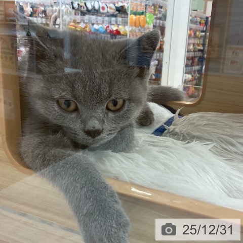 愛知県のブリティッシュショートヘアー (ペットプラス mozoワンダーシティ店/2025年9月26日生まれ/男の子/ブルー)の子猫の3枚目の画像