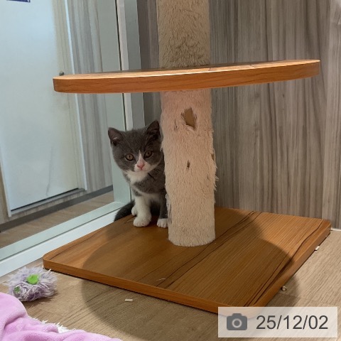 ブリティッシュショートヘアの写真