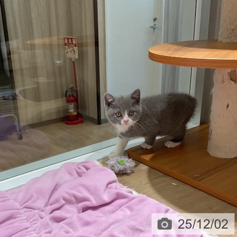 ブリティッシュショートヘアの写真