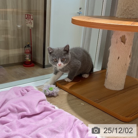 ブリティッシュショートヘアの写真