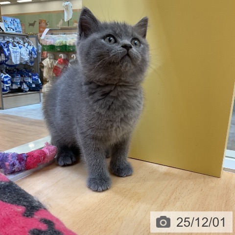 ブリティッシュショートヘアの写真