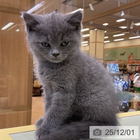 ブリティッシュショートヘアの写真