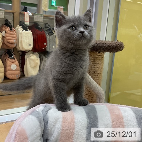 ブリティッシュショートヘアの写真