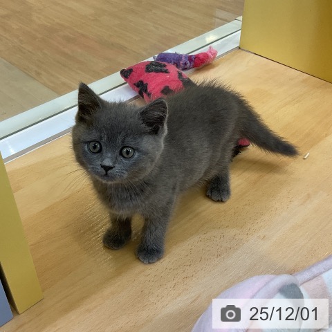 ブリティッシュショートヘアの写真