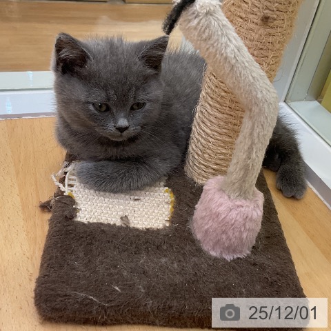 ブリティッシュショートヘアの写真