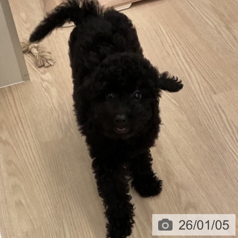 福井県のトイプードル(トイ) (ペットプラス 福井店/2025年9月28日生まれ/男の子/ブラック)の子犬の3枚目の画像