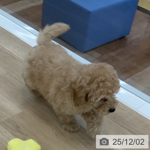 トイ・プードルの写真