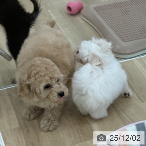 トイ・プードルの写真