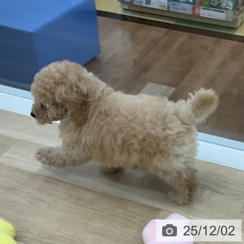 トイ・プードルの写真