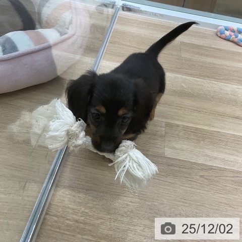 カニーンヘン・ダックスフンドの写真