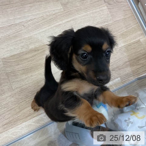 愛知県のカニンヘンダックスフンド(ロング) (ペットプラス mozoワンダーシティ店/2025年9月27日生まれ/男の子/ブラックタン)の子犬の4枚目の画像