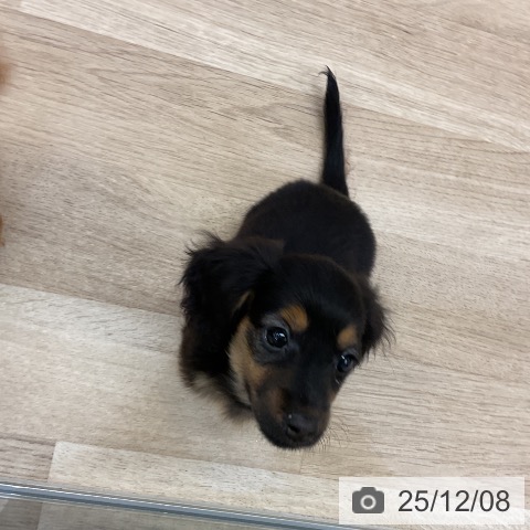 愛知県のカニンヘンダックスフンド(ロング) (ペットプラス mozoワンダーシティ店/2025年9月27日生まれ/男の子/ブラックタン)の子犬の3枚目の画像