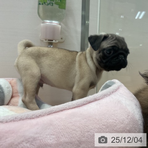 愛知県のパグ (ペットプラス 名古屋茶屋店/2025年9月28日生まれ/男の子/フォーン)の子犬の4枚目の画像