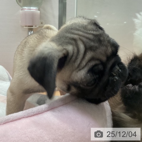 愛知県のパグ (ペットプラス 名古屋茶屋店/2025年9月28日生まれ/男の子/フォーン)の子犬の3枚目の画像