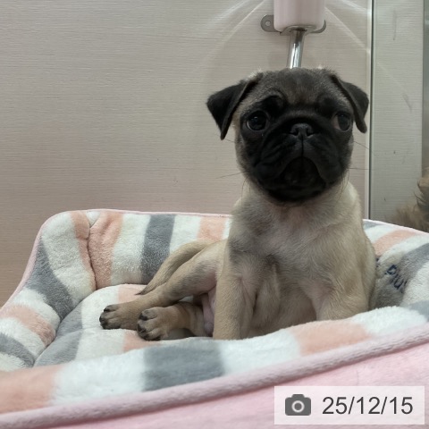 愛知県のパグ (ペットプラス 名古屋茶屋店/2025年9月28日生まれ/男の子/フォーン)の子犬の3枚目の画像