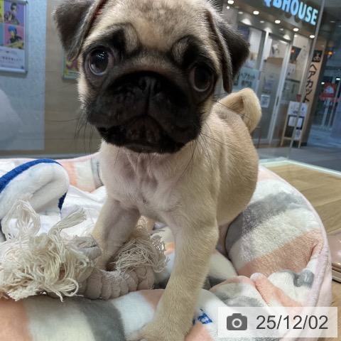 パグの写真