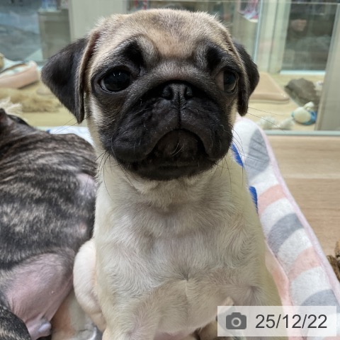 愛知県のパグ (ペットプラス 岡崎店/2025年9月28日生まれ/女の子/フォーン)の子犬の3枚目の画像
