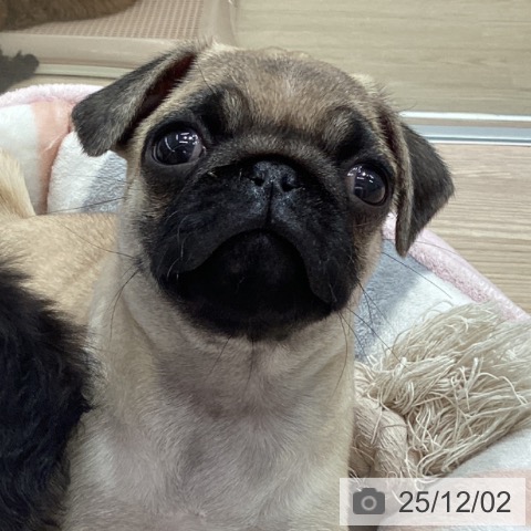 石川県のパグ (ペットプラス 白山店/2025年9月28日生まれ/女の子/フォーン)の子犬の3枚目の画像