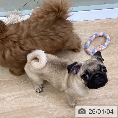 三重県のパグ (ペットプラス 四日市泊店/2025年9月28日生まれ/女の子/フォーン)の子犬の4枚目の画像