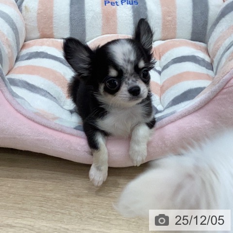 岐阜県のチワワ(ロング) (ペットプラス 各務原店/2025年9月27日生まれ/女の子/ブラックタンホワイト)の子犬の4枚目の画像