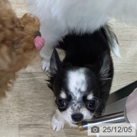 岐阜県のチワワ(ロング) (ペットプラス 各務原店/2025年9月27日生まれ/女の子/ブラックタンホワイト)の子犬の3枚目の画像