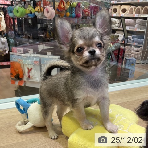 愛知県のチワワ(ロング) (ペットプラス 岡崎店/2025年9月27日生まれ/女の子/レッド)の子犬の4枚目の画像