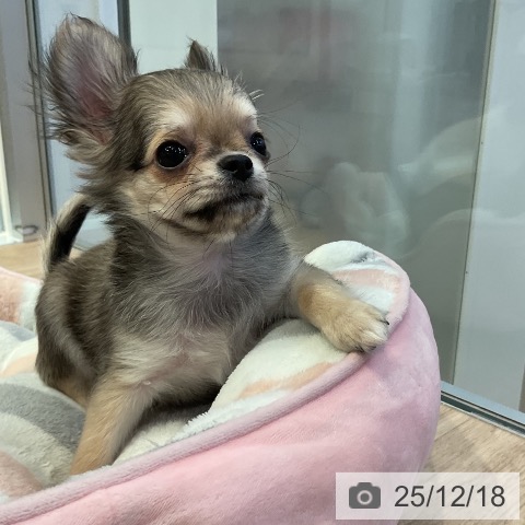 愛知県のチワワ(ロング) (ペットプラス 岡崎店/2025年9月27日生まれ/女の子/レッド)の子犬の4枚目の画像