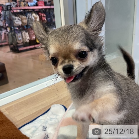 愛知県のチワワ(ロング) (ペットプラス 岡崎店/2025年9月27日生まれ/女の子/レッド)の子犬の3枚目の画像