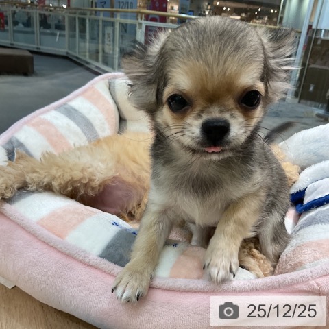 愛知県のチワワ(ロング) (ペットプラス 岡崎店/2025年9月27日生まれ/女の子/レッド)の子犬の3枚目の画像