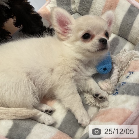 愛知県のチワワ(ロング) (ペットプラス 名古屋茶屋店/2025年9月28日生まれ/女の子/クリームホワイト)の子犬の4枚目の画像