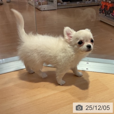 愛知県のチワワ(ロング) (ペットプラス 名古屋茶屋店/2025年9月28日生まれ/女の子/クリームホワイト)の子犬の3枚目の画像