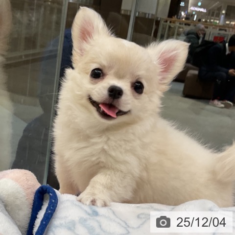 愛知県のチワワ(ロング) (ペットプラス 岡崎店/2025年9月28日生まれ/女の子/クリームホワイト)の子犬の4枚目の画像