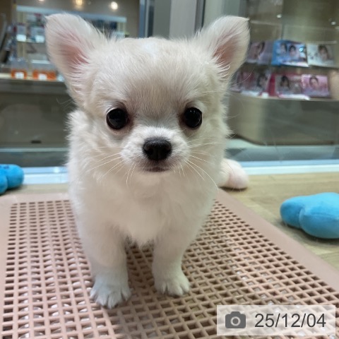 愛知県のチワワ(ロング) (ペットプラス 岡崎店/2025年9月28日生まれ/女の子/クリームホワイト)の子犬の3枚目の画像