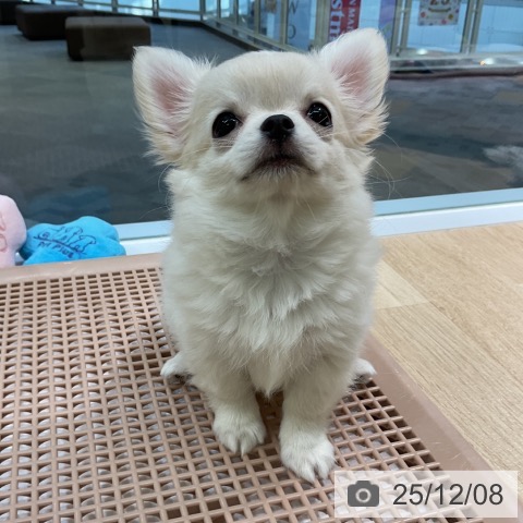 愛知県のチワワ(ロング) (ペットプラス 岡崎店/2025年9月28日生まれ/女の子/クリームホワイト)の子犬の3枚目の画像