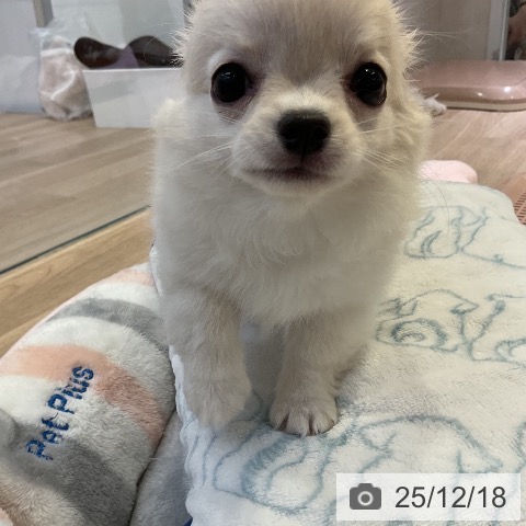 愛知県のチワワ(ロング) (ペットプラス 岡崎店/2025年9月28日生まれ/女の子/クリームホワイト)の子犬の3枚目の画像