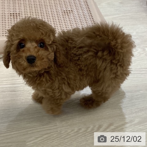 富山県のトイプードル(トイ) (ペットプラス 高岡店/2025年9月25日生まれ/男の子/レッド)の子犬の4枚目の画像