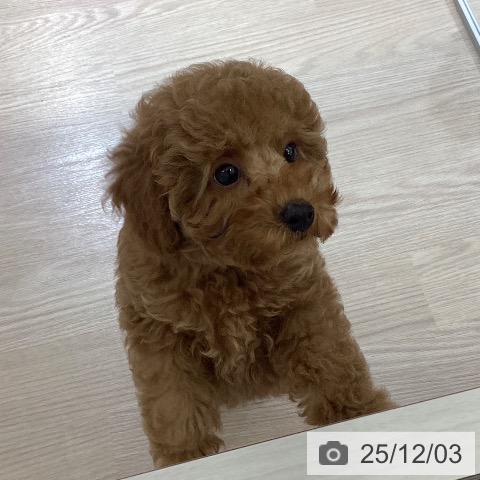 富山県のトイプードル(トイ) (ペットプラス 高岡店/2025年9月25日生まれ/男の子/レッド)の子犬の3枚目の画像