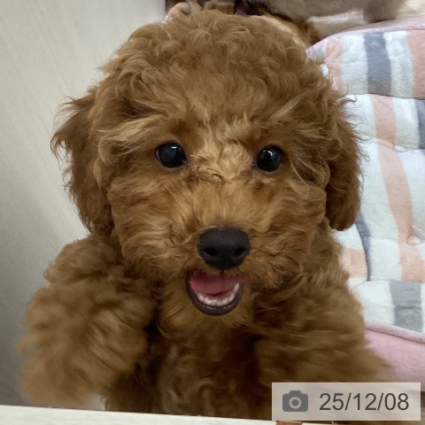 富山県のトイプードル(トイ) (ペットプラス 高岡店/2025年9月25日生まれ/男の子/レッド)の子犬の3枚目の画像