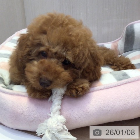 富山県のトイプードル(トイ) (ペットプラス となみ店/2025年9月25日生まれ/男の子/レッド)の子犬の4枚目の画像