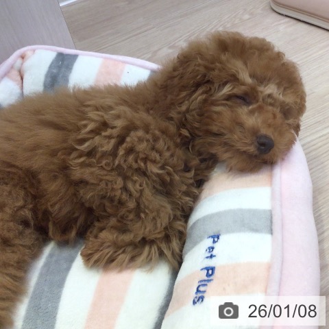 富山県のトイプードル(トイ) (ペットプラス となみ店/2025年9月25日生まれ/男の子/レッド)の子犬の3枚目の画像