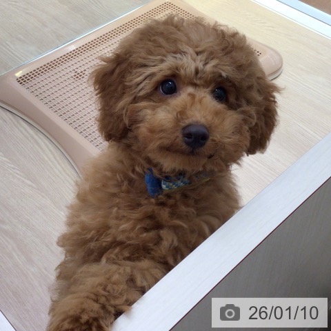 富山県のトイプードル(トイ) (ペットプラス となみ店/2025年9月25日生まれ/男の子/レッド)の子犬の4枚目の画像