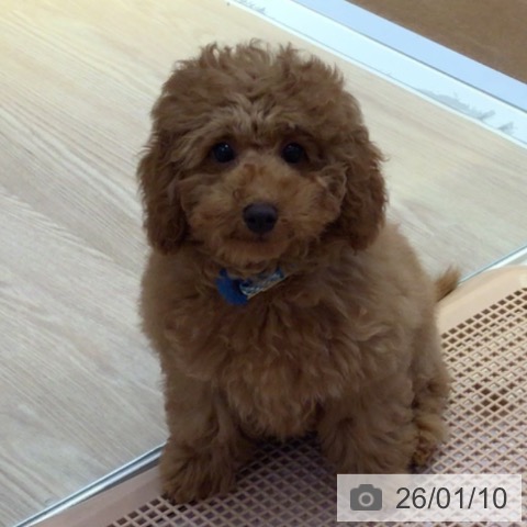 富山県のトイプードル(トイ) (ペットプラス となみ店/2025年9月25日生まれ/男の子/レッド)の子犬の3枚目の画像