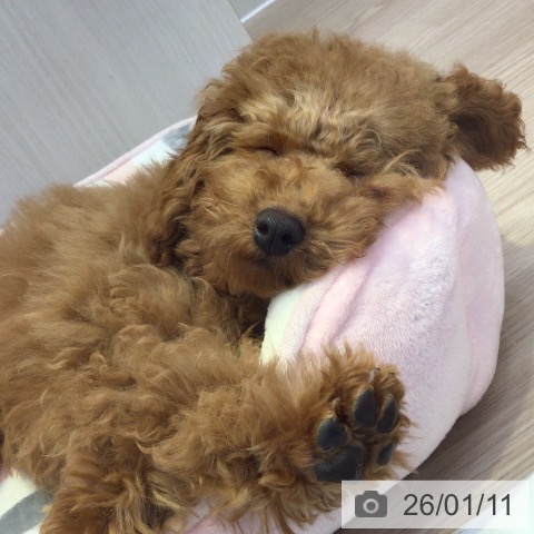 富山県のトイプードル(トイ) (ペットプラス となみ店/2025年9月25日生まれ/男の子/レッド)の子犬の3枚目の画像