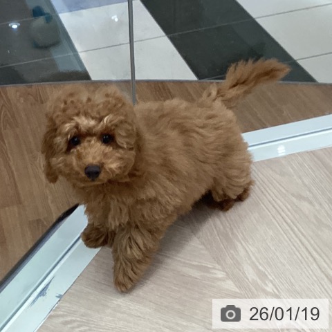 石川県のトイプードル(トイ) (ペットプラス かほく店/2025年9月25日生まれ/男の子/レッド)の子犬の3枚目の画像