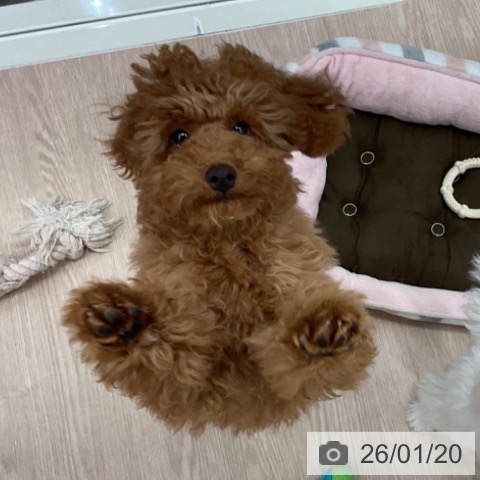 トイ・プードルの写真