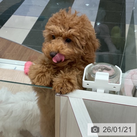 トイ・プードルの写真